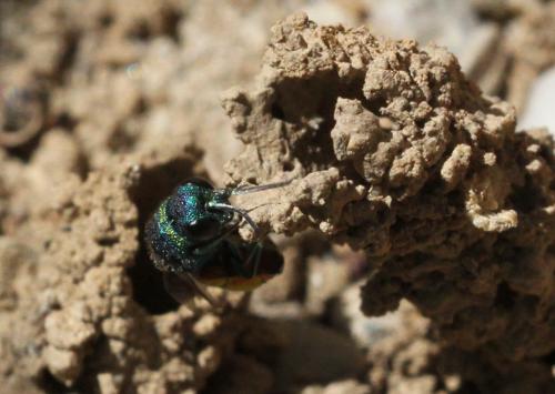 Pseudochrysis neglecta